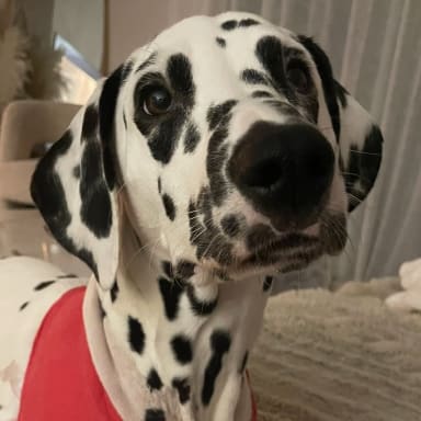 Aider Vanille petite dalmatienne accidenté à 4 mois