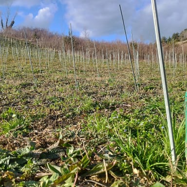 financez la re-plantation d'une vigne bio suite à un accident climatique