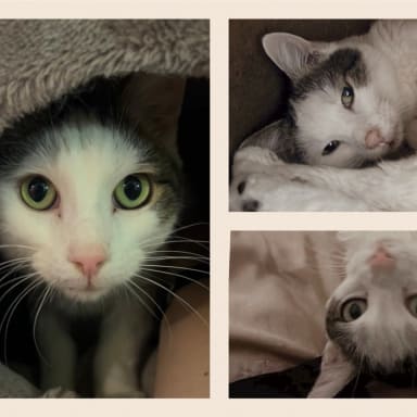 Aidez Jerry à recevoir les soins dont il a besoin pour guérir 🐾❤️