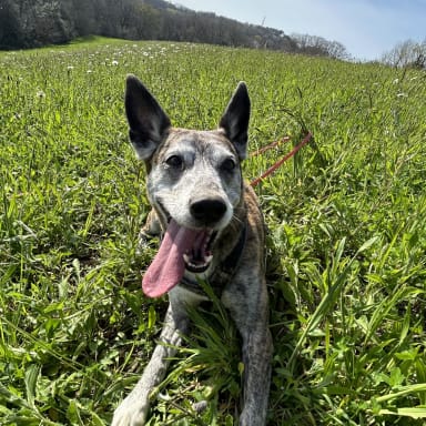 Aidez moi à offrir à Mayla une vie sans douleurs ❤️🐶