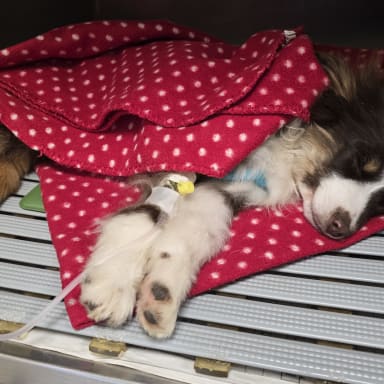 💔 URGENCE pour Watson : 6 mois et déjà un combat pour la vie ! 🆘