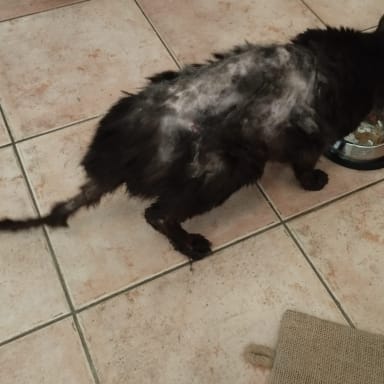 Sauvons les chats errants de Callas et Comps-sur-Artuby !