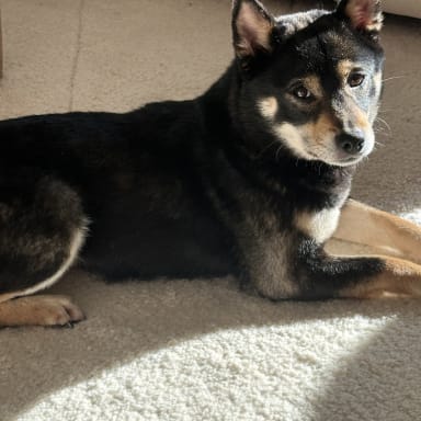 Aidez-moi à sauver Kasai, la petite shiba abandonnée