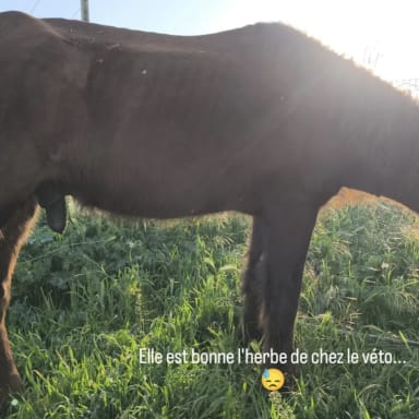 Mon petit poney à besoins de votre aide
