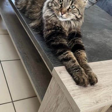 Soutien a Arès, le chat de Fred qui a reçu des balles de plombs.