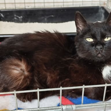 SOS POUR NUTSY ❤️