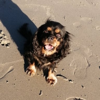 Sauvons Maggie