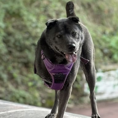 Aidez Shiba à maintenir sa mobilité et son confort ! Amputée de la patte avant.