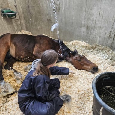 Aidez nous à sauver la vie de Nono 🙏🏼❤️🐴