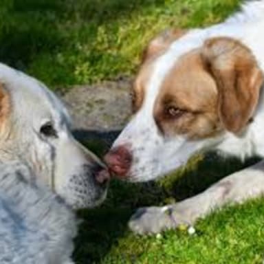 Aide pour financer les soins des animaux de  la SPA COTE SUD OUEST