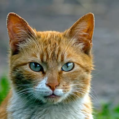 Prendre soin des chats du site de STMicroelectronics Rousset