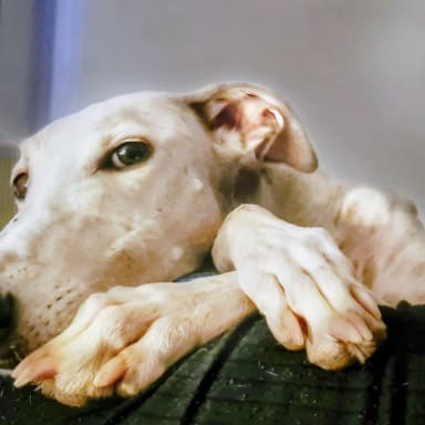 Solidarité pour retrouver Oural, galga disparue le 25/04/2025 (Périgord)