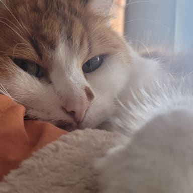 Mon chat est malade et je n’ai pas les moyens de l’aider…
