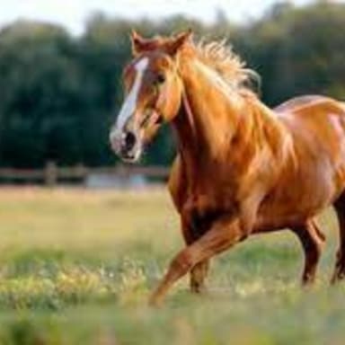Pour le cheval de Nathalie – Un refuge en sa mémoire