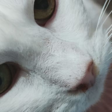 Solidarité pour hospitaliser Cookie