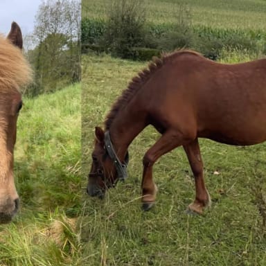 Sauvons de l'abattoir une ponette et son poulain !