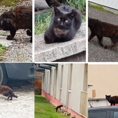 Appel a la solidarité pour soigner plusieurs chats errants à Bourg De Péage