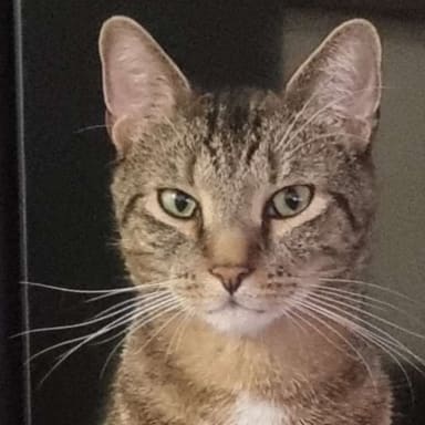 Soin pour Shadow le chat