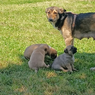 Aidez ma fille a revoir sa chienne