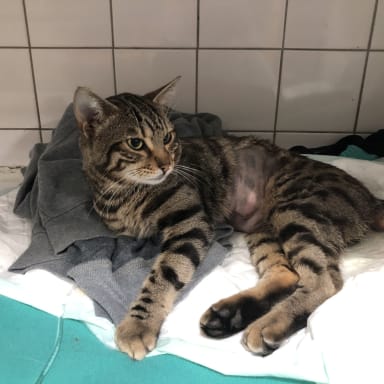 Simba  a besoin de vous