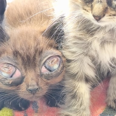🚨 SOS pour les soins des 9 chatons aux yeux malades! 🚨