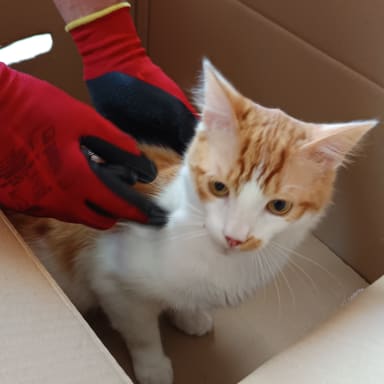 Pour aider petit chat blessé
