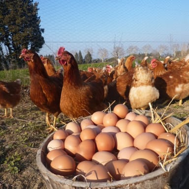 Des poulettes pour Hue Cocotte