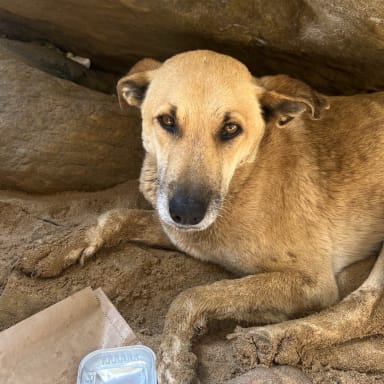 Sauvetage chiens Maroc