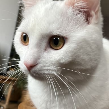 Sauvez mon chaton svp