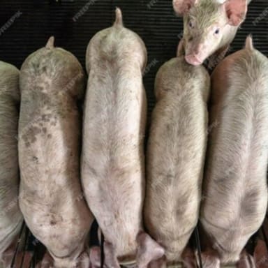 Soutien dans nos démarches contre l'extension porcine