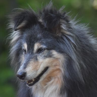 Donnez de l'élan a notre projet d'achet , de notre maison pour mes chiens et moi