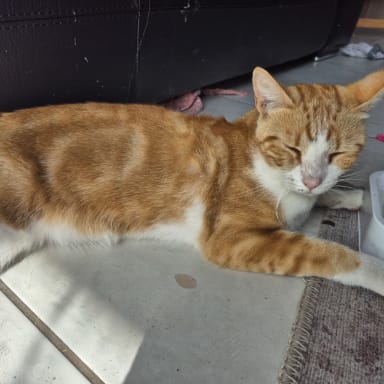 Operation : Chat l'abordage pour IMOTEP