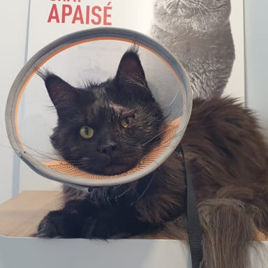 Aide soins vétérinaire pour thor suite mutilations et ulcère à bord décollé