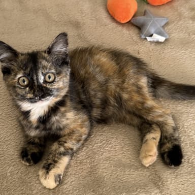 Opération pour Billie 🐱 (ETCF)