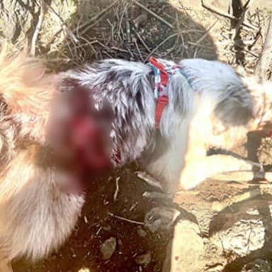 🐾 Vanille, 15 mois, victime de cruauté est en lutte pour la vie