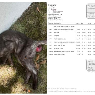 Sauvetage chat Nanterre prolapsus