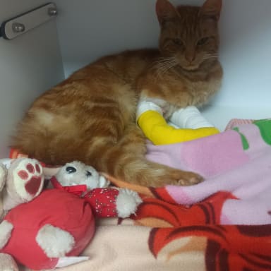 Amputation et soin de Bébé la petite chatte rousse qui s' est faite tirée dessus