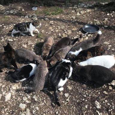 Nourriture et soins chats de la rue
