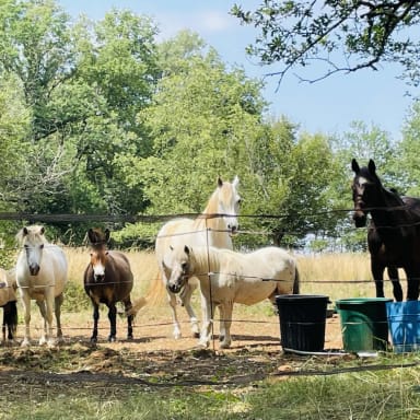Solidarité pour mes 8 chevaux rescapés