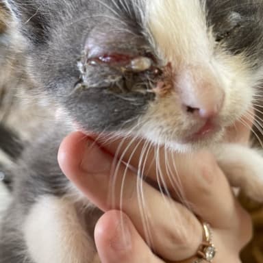 Sauvetage d'un chaton
