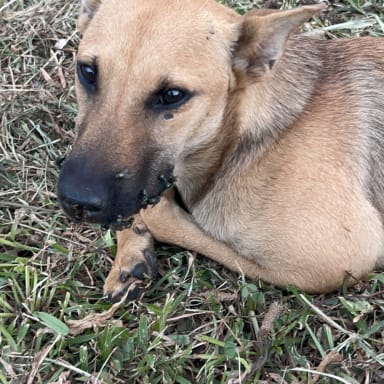 Kali