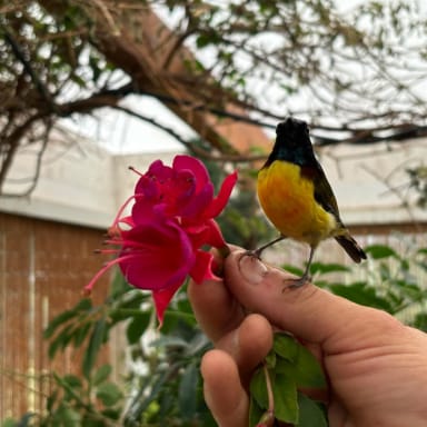 Soutenez mon combat pour la justice et le bien-être de nos oiseaux