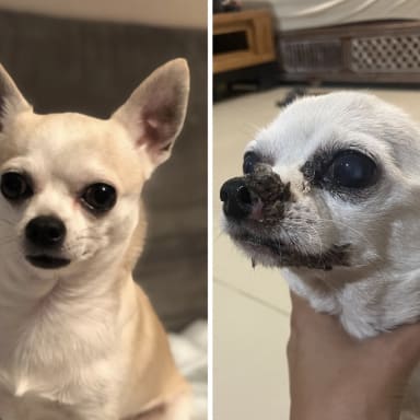 Un appel à la solidarité pour soigner un petit chien qui souffre 🙏🏽🐾