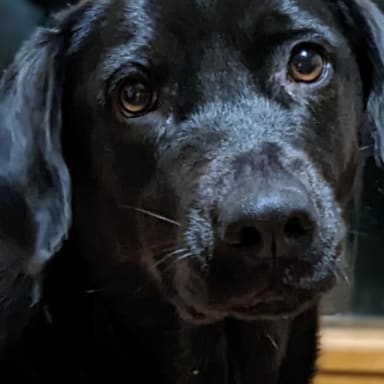 Soigner le lymphome de Nourse, notre adorable chienne labrador