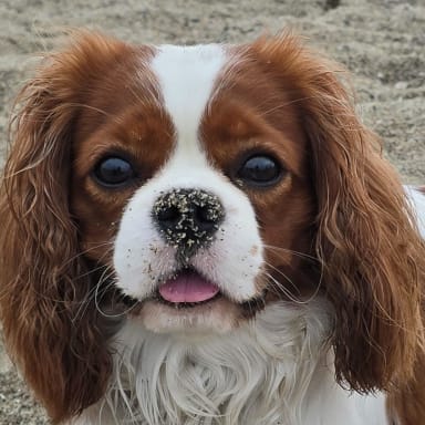 💔 Justice pour notre chien de 17 mois qui a été tué