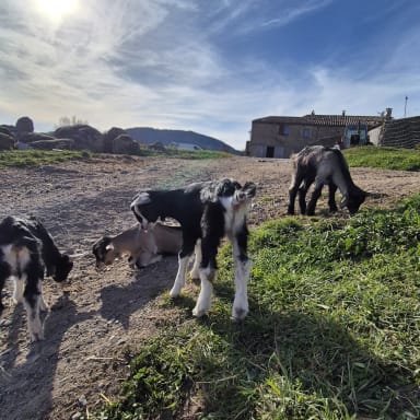 Aidons deux jeunes passionnées à réaliser leur rêve: reprendre une ferme caprine