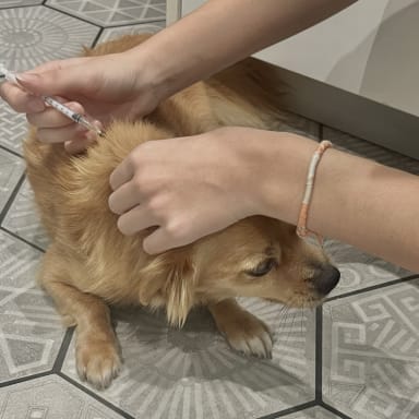 mon chien est aveugle a seulement 5 ans