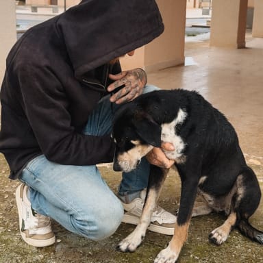 Pour les chiens oubliés de Sicile 💔