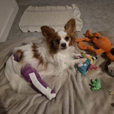 Opération pour URFY fracture du tibia