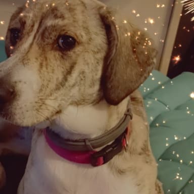 Prothèse de hanche pour ma chienne d'amour Luna